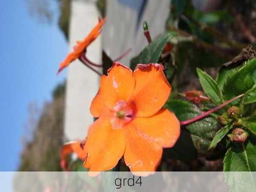 grd4