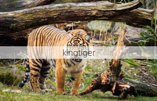 kingtiger